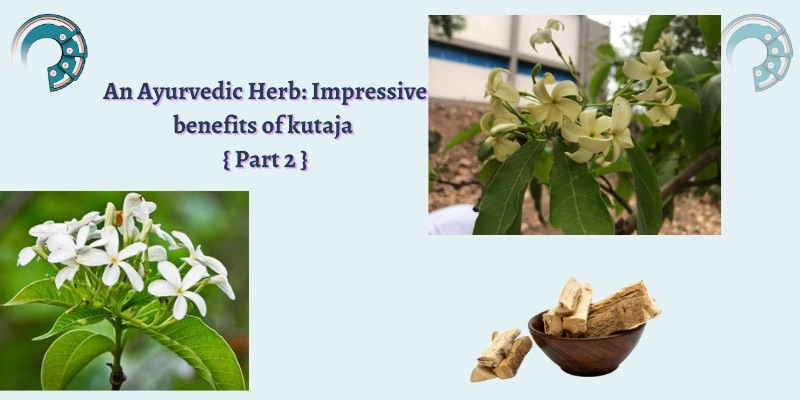 An Ayurvedic Herb : Impressive benefits of kutaja { Part 2 }