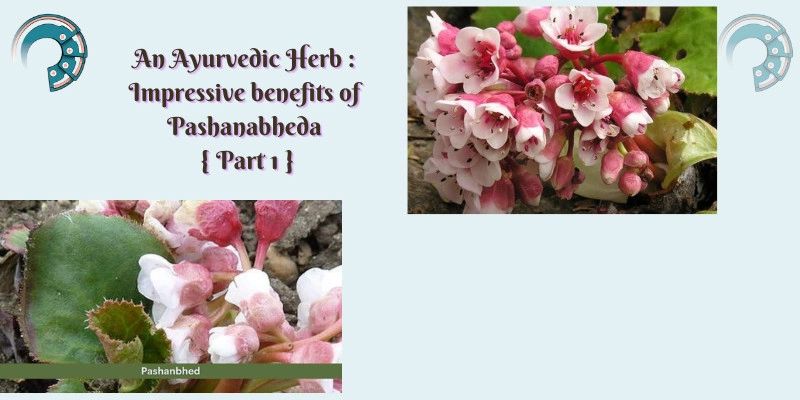 An Ayurvedic Herb : Impressive benefits of Pashanabheda { Part 1 }