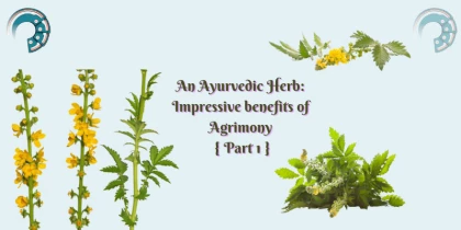 An Ayurvedic Herb : Impressive benefits of Agrimony { Part 1 }