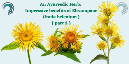 An Ayurvedic Herb : Impressive benefits of Elecampane (Inula helenium ) { part 2 }