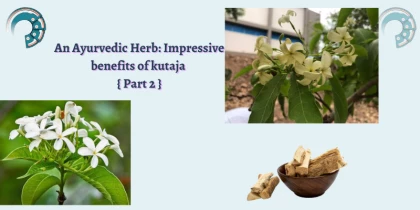 An Ayurvedic Herb : Impressive benefits of kutaja { Part 2 }